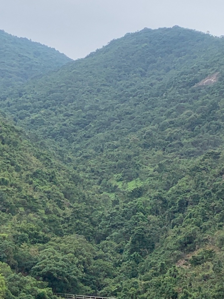 免佣金向南山景傢俬齊全4窗女土單人房 - 沙田/火炭 - 房間 (合租／分租) - Homates 香港