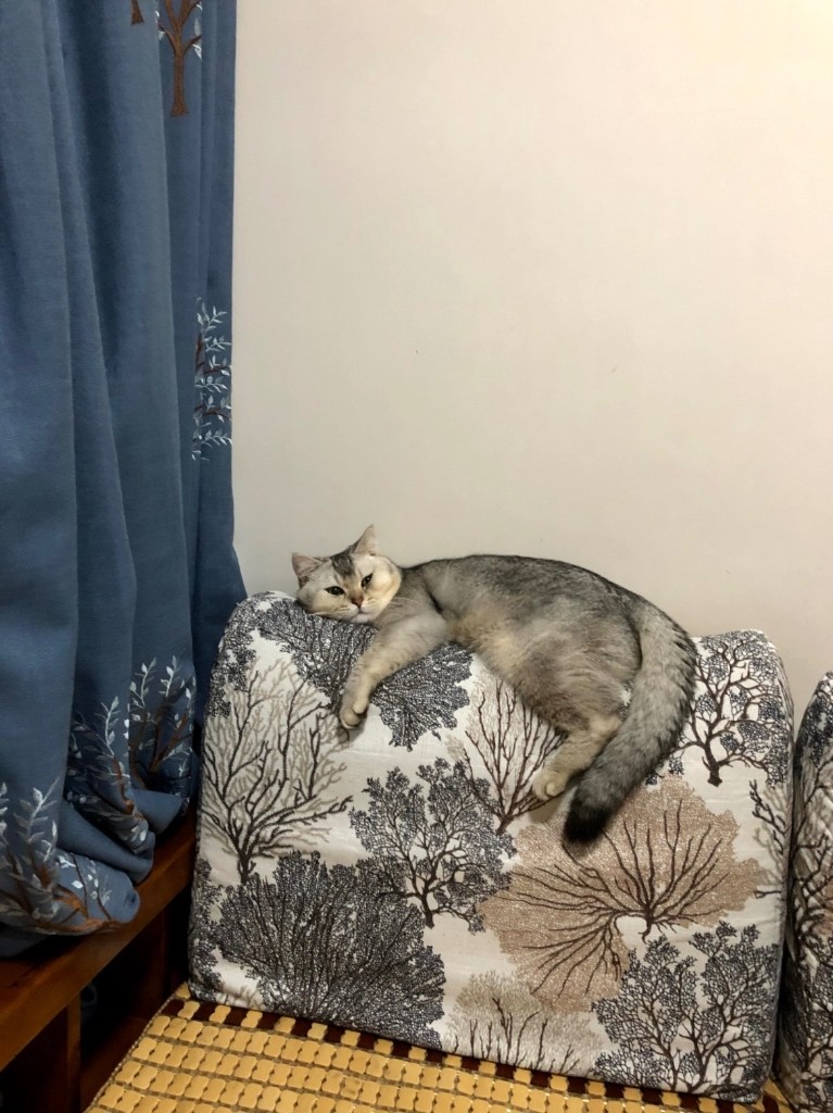 馬鞍山天宇海|女仔共居|客房出租|近科學園及中文大學|可接受長租或短租兩個月Room for rent long or short term rent Ma On Shan - 马鞍山 - 房间 (合租／分租) - Homates 香港