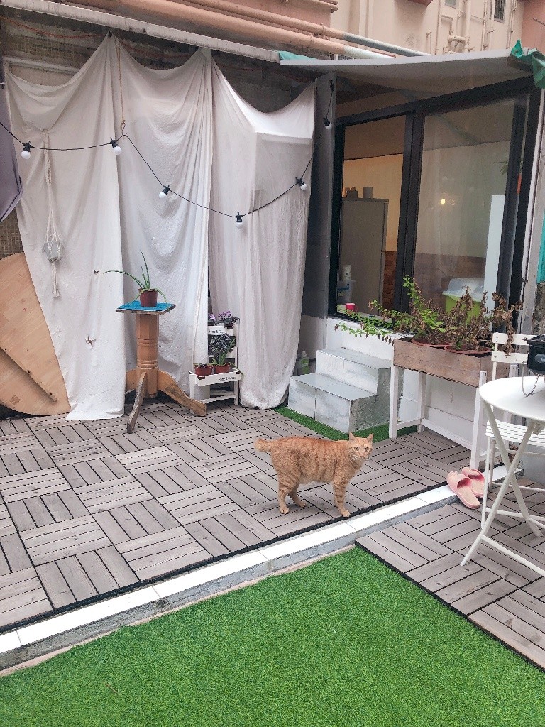 Cat Lovers Alert - Private Bedroom in Newly Renovated Flat - 土瓜灣 - 房間 (合租／分租) - Homates 香港